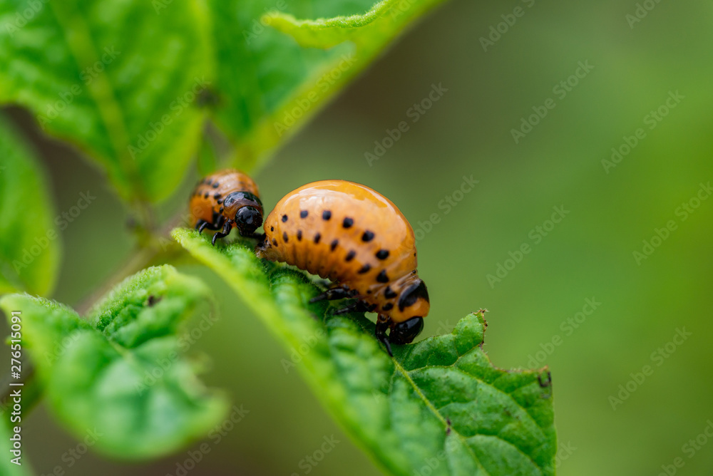 The larvae of Colorado beetle devours the potato tops The larvae of Colorado beetle devours the potato tops