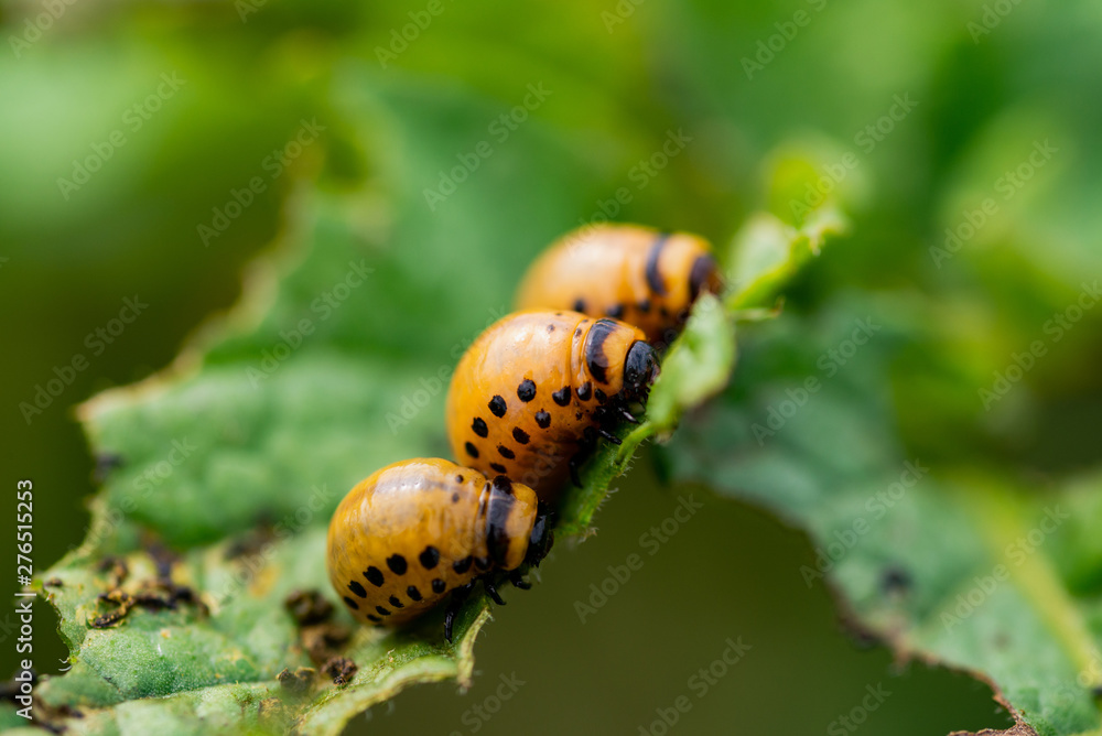 The larvae of Colorado beetle devours the potato tops