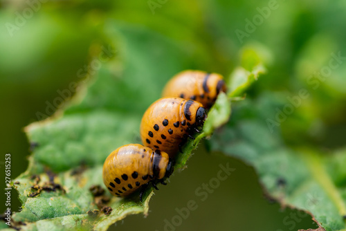 Obraz na płótnie The larvae of Colorado beetle devours the potato tops w salonie