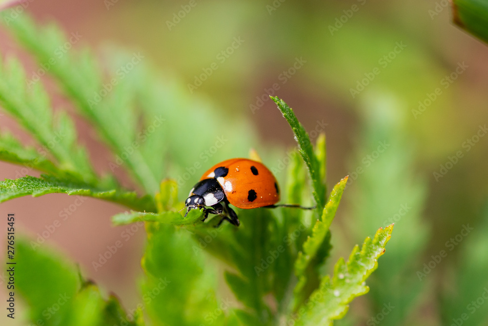 Naklejka premium Ladybug on the grass macro