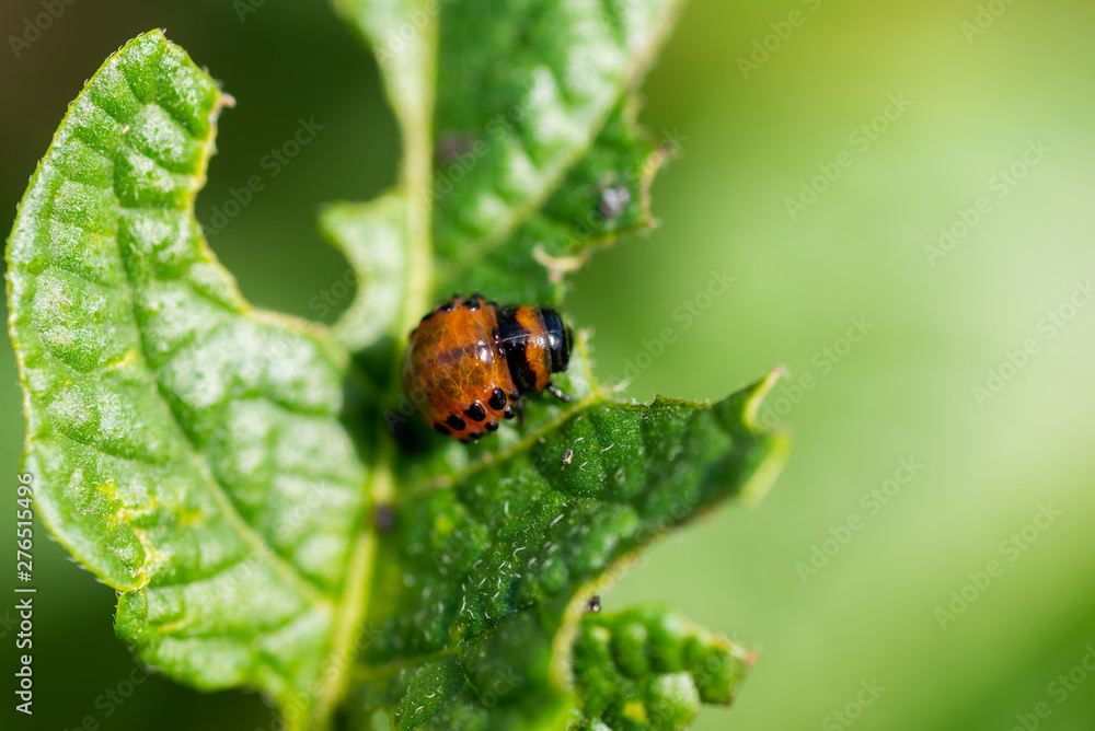 The larvae of Colorado beetle devours the potato tops The larvae of Colorado beetle devours the potato tops