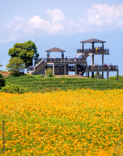 Beautiful orange daylily flower farm on Liushidan mountain (Sixty Rock Mountain) with blue sky and cloud in Taiwan Hualien Fuli, close up, copy space photo