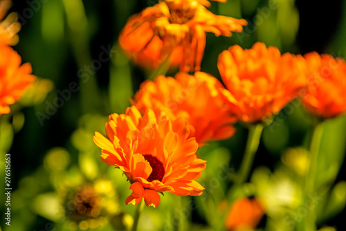 Calendula  medicinal plant with flower