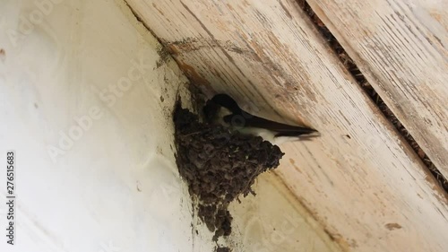 Swallows build a nest with soil 