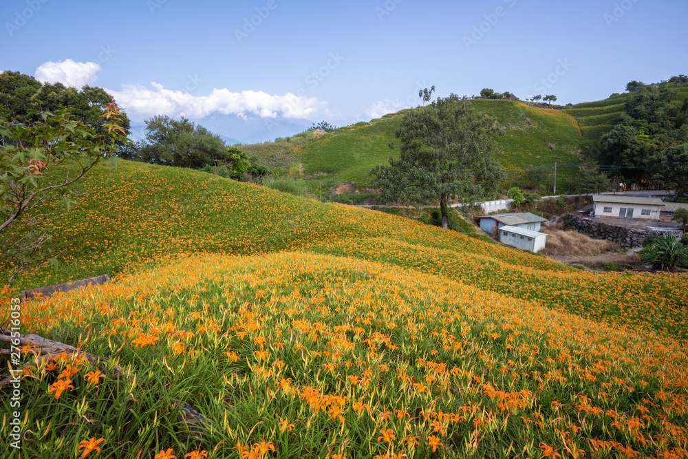 Beautiful orange daylily flower farm on Liushidan mountain (Sixty Rock Mountain) with blue sky and cloud in Taiwan Hualien Fuli, close up, copy space