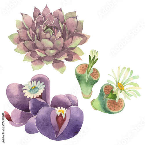 Succulent floral botanical flower. Watercolor background illustration set. Isolated cacti illustration element.