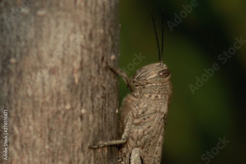 Canvastavla Big locust