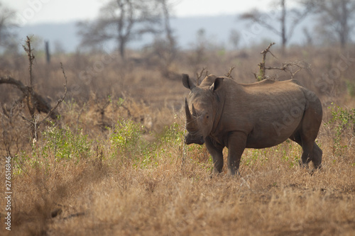 Adult White Rhino in Kruger National Park, South Africa