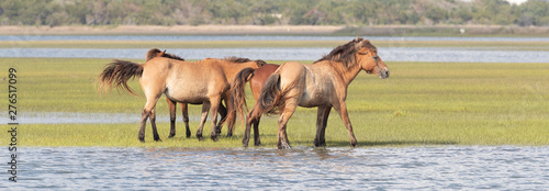 Wild Horses on the Rachel Carson Reserve of the Coast near Beaufort, North Carolina photo