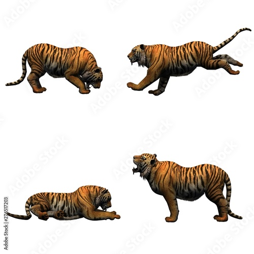Set of tiger in different movements - isolated on white background