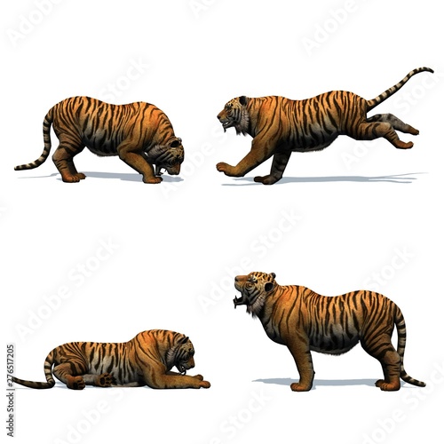 Set of tiger in different movements with shadow on the floor - isolated on white background