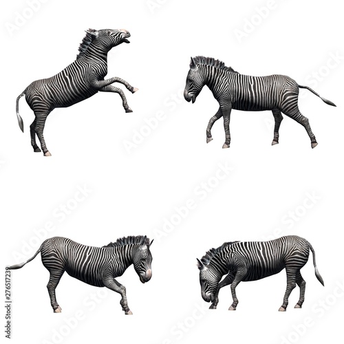 Set of zebra in different movements - isolated on white background