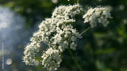 White wild cicuta virosa flower in green background. Hemlock branch with tiny white flowers in the summer. Closeup of deadly plant.