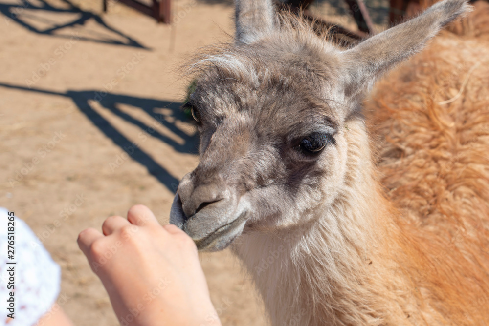 portrait of lama