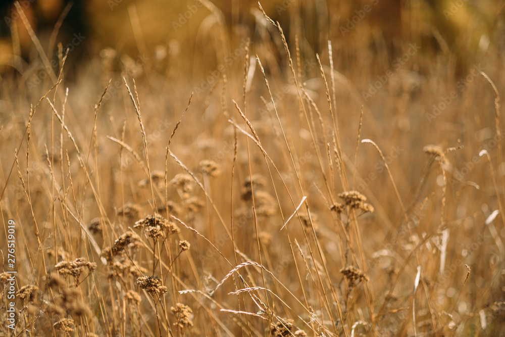 Fototapeta premium Harvest time. Closeup of wheat heads over defocused golden grass meadow. Fall background.