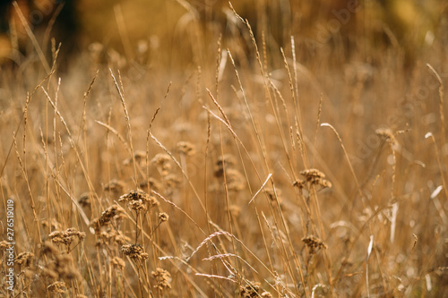 Harvest time. Closeup of wheat heads over defocused golden grass meadow. Fall background.