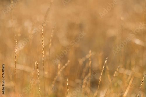 Autumn nature. Defocused golden grass meadow. Closeup of wheat heads. Fall background. Copy space.
