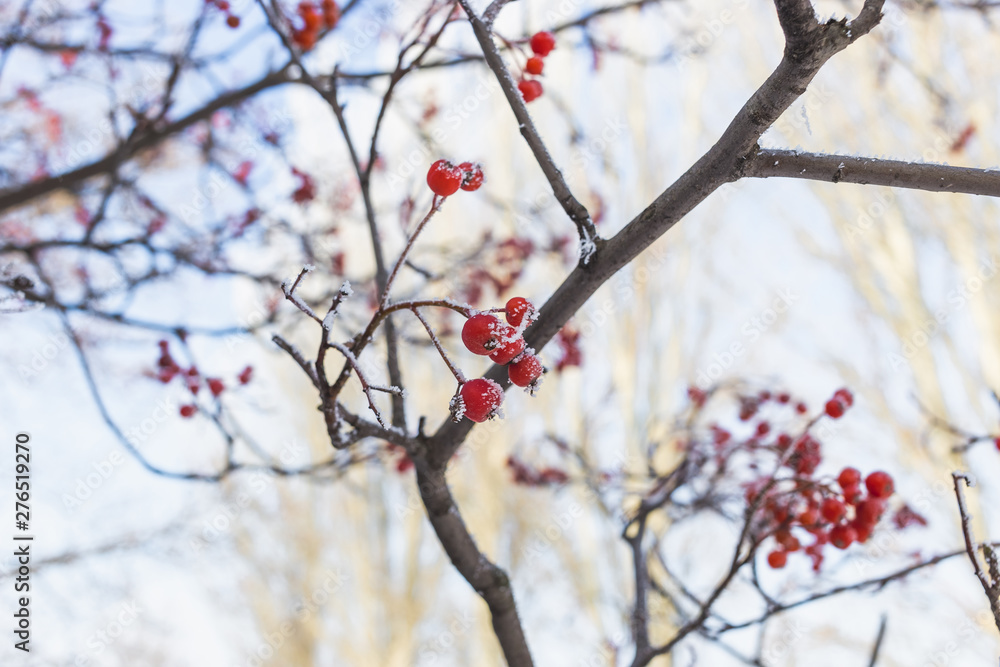 A branch of red rowan covered with hoarfrost A branch of red rowan covered with hoarfrost