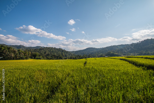 Rice terraces in Thailand