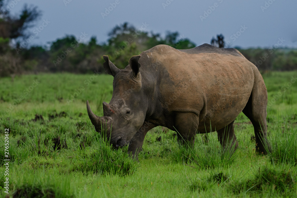 White rhinoceros (Ceratotherium simum) with calf in natural habitat, South Africa White rhinoceros (Ceratotherium simum) with calf in natural habitat, South Africa