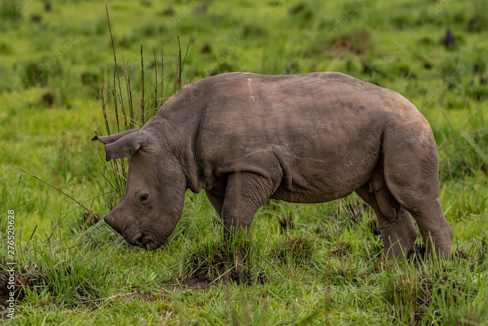White rhinoceros (Ceratotherium simum) with calf in natural habitat, South Africa White rhinoceros (Ceratotherium simum) with calf in natural habitat, South Africa