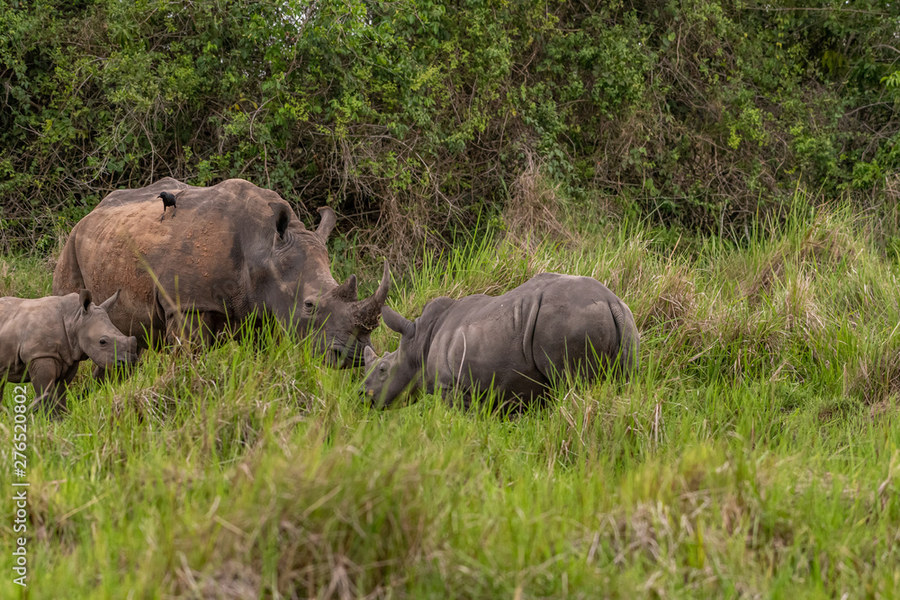 White rhinoceros (Ceratotherium simum) with calf in natural habitat, South Africa