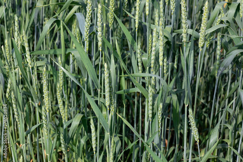 Obraz premium Green wheat plants closeup on the field in summer. Selective focus.