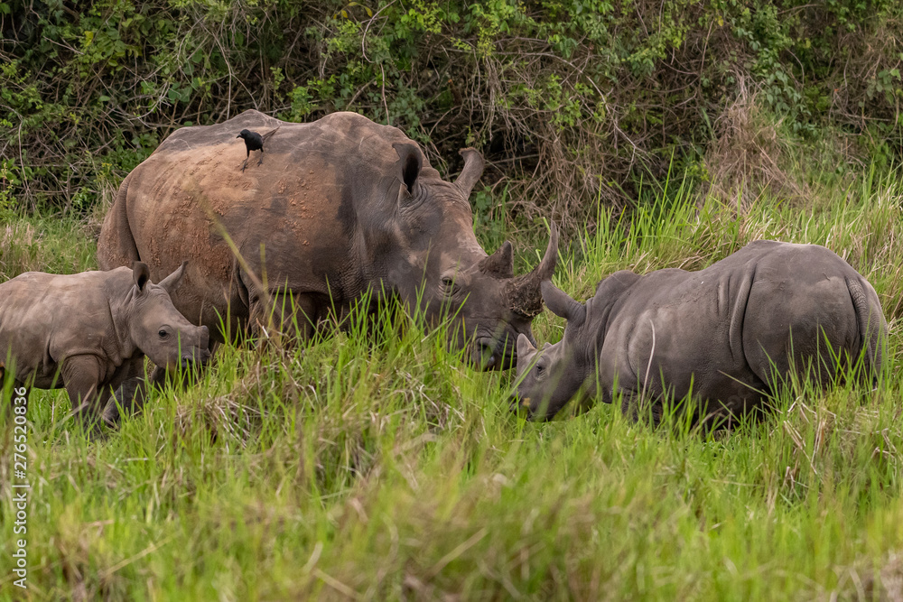 White rhinoceros (Ceratotherium simum) with calf in natural habitat, South Africa White rhinoceros (Ceratotherium simum) with calf in natural habitat, South Africa