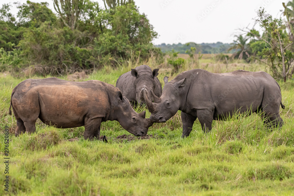 White rhinoceros (Ceratotherium simum) with calf in natural habitat, South Africa White rhinoceros (Ceratotherium simum) with calf in natural habitat, South Africa