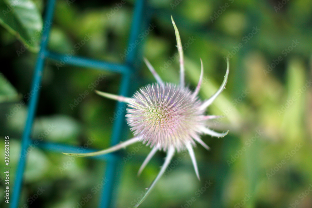 Spring vegetation in a park 