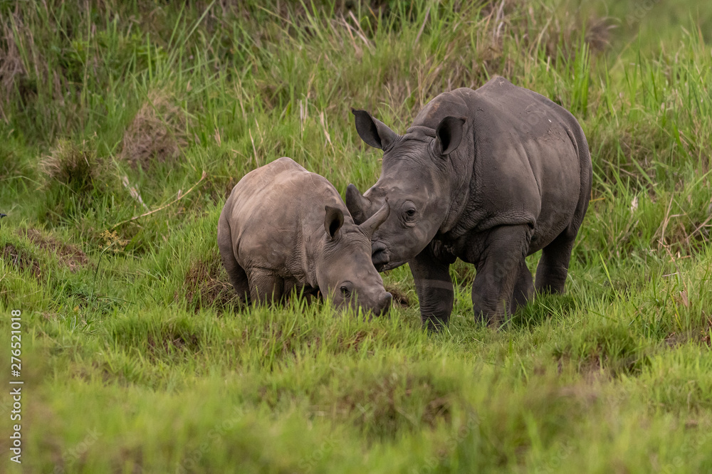 Obraz premium White rhinoceros (Ceratotherium simum) with calf in natural habitat, South Africa