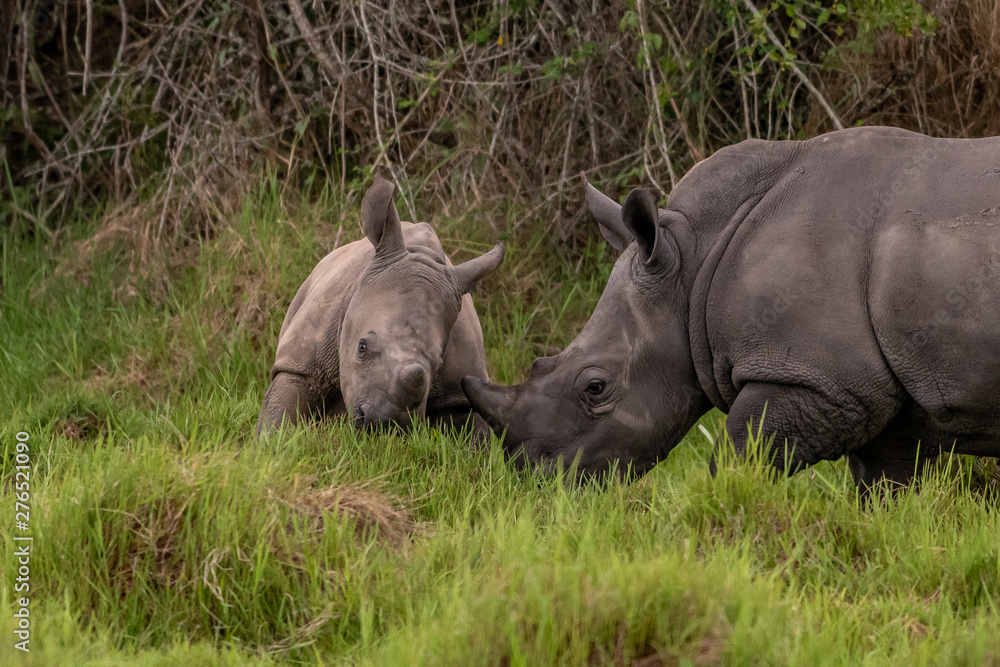 White rhinoceros (Ceratotherium simum) with calf in natural habitat, South Africa