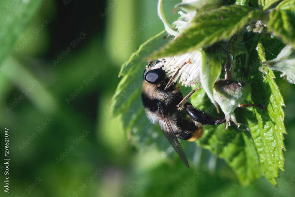 Bumblebee is collecting a pollen from a flower head of raspberry tree. Bumblebee is collecting a pollen from a flower head of raspberry tree.