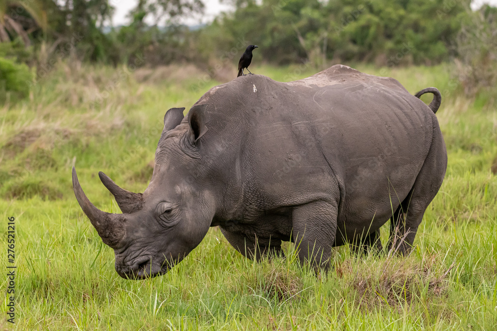 Obraz premium White rhinoceros (Ceratotherium simum) with calf in natural habitat, South Africa