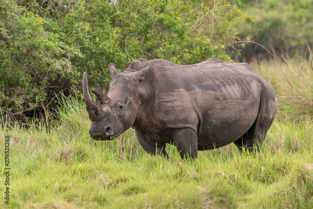 White rhinoceros (Ceratotherium simum) with calf in natural habitat, South Africa