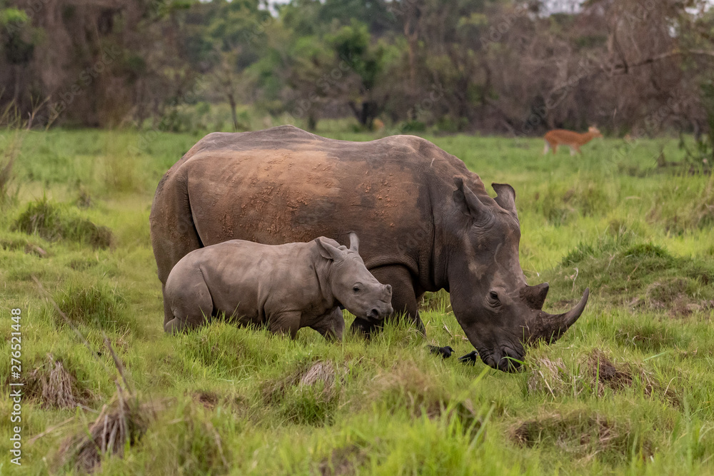 White rhinoceros (Ceratotherium simum) with calf in natural habitat, South Africa White rhinoceros (Ceratotherium simum) with calf in natural habitat, South Africa