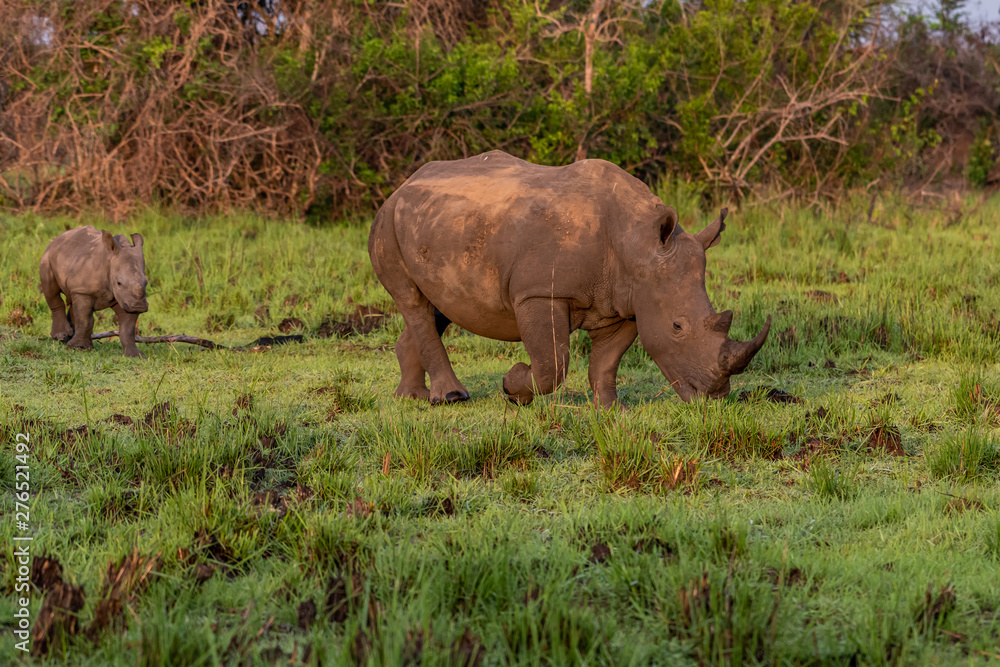 Obraz premium White rhinoceros (Ceratotherium simum) with calf in natural habitat, South Africa