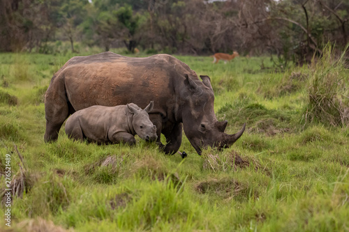 White rhinoceros (Ceratotherium simum) with calf in natural habitat, South Africa © vaclav