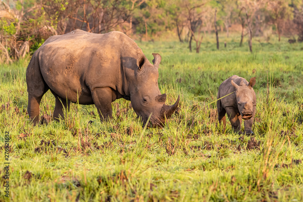 White rhinoceros (Ceratotherium simum) with calf in natural habitat, South Africa White rhinoceros (Ceratotherium simum) with calf in natural habitat, South Africa