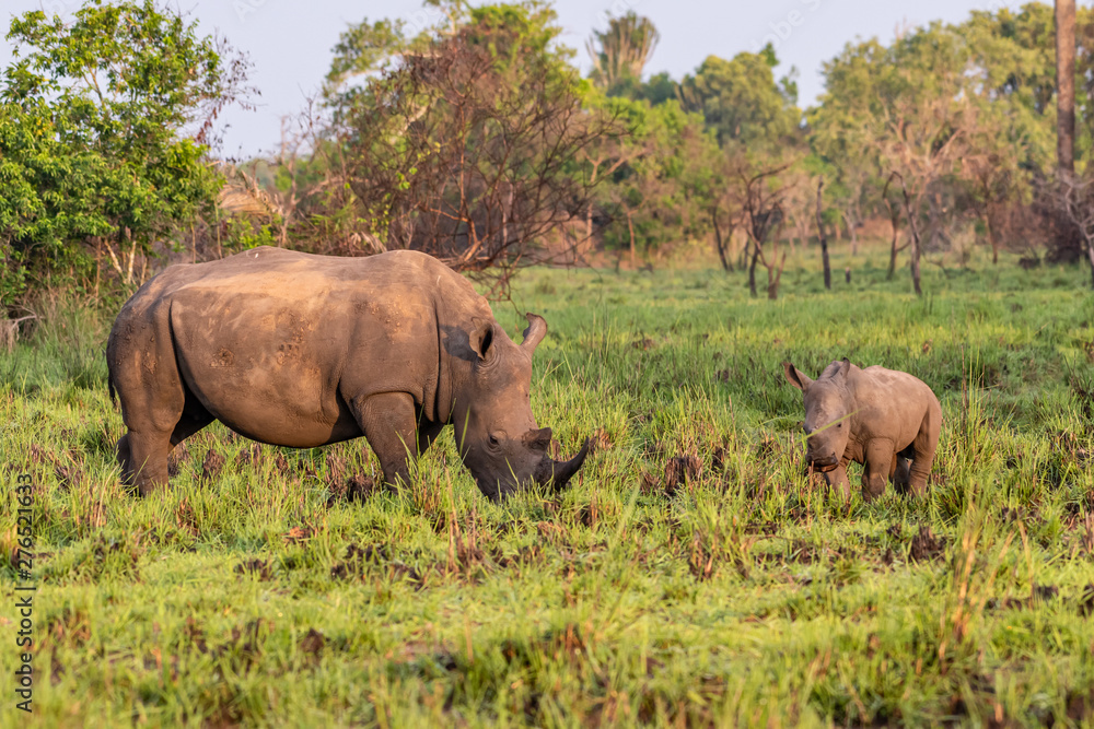 White rhinoceros (Ceratotherium simum) with calf in natural habitat, South Africa