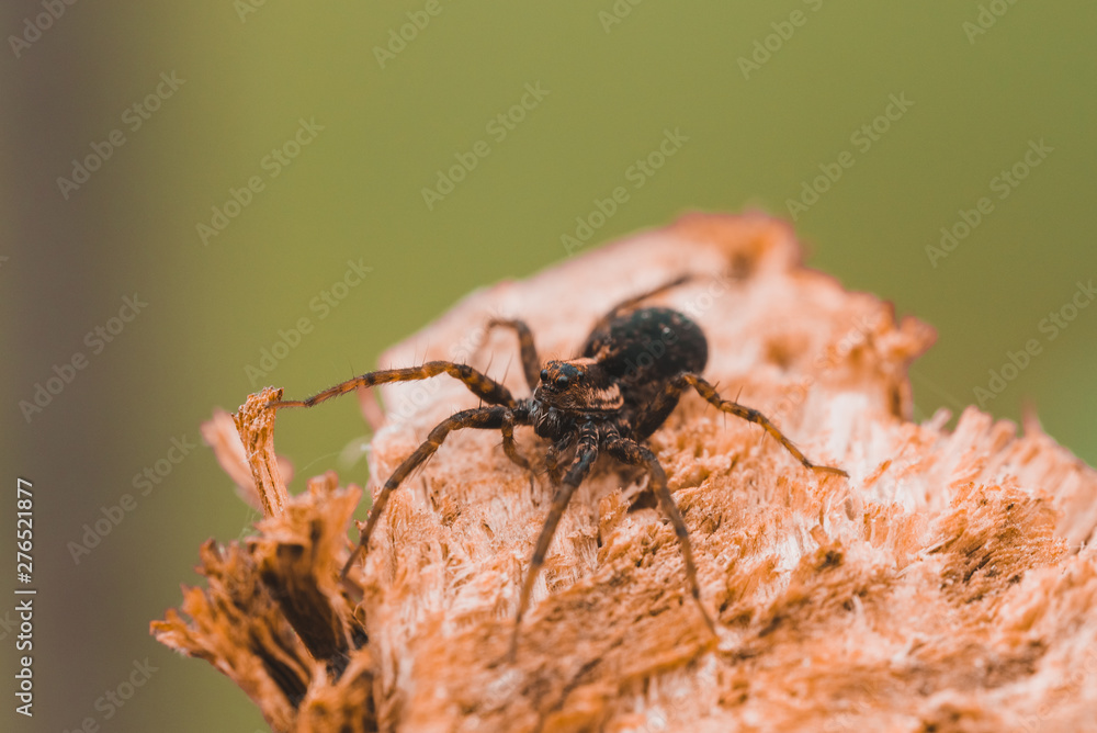 Macro photo of a spider close-up on a piece of wood Macro photo of a spider close-up on a piece of wood