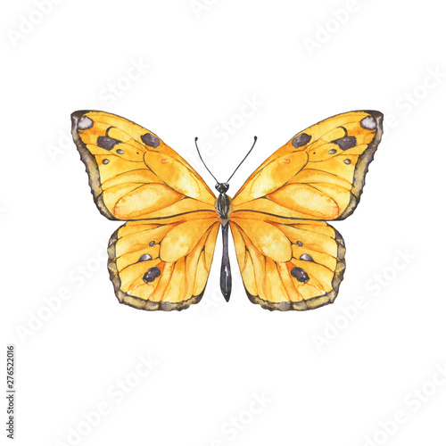 Yellow butterfly isolated on white background. Hand drawn watercolor illustration