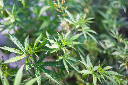 A cannabis plant, a marijuana bush in the countryside.