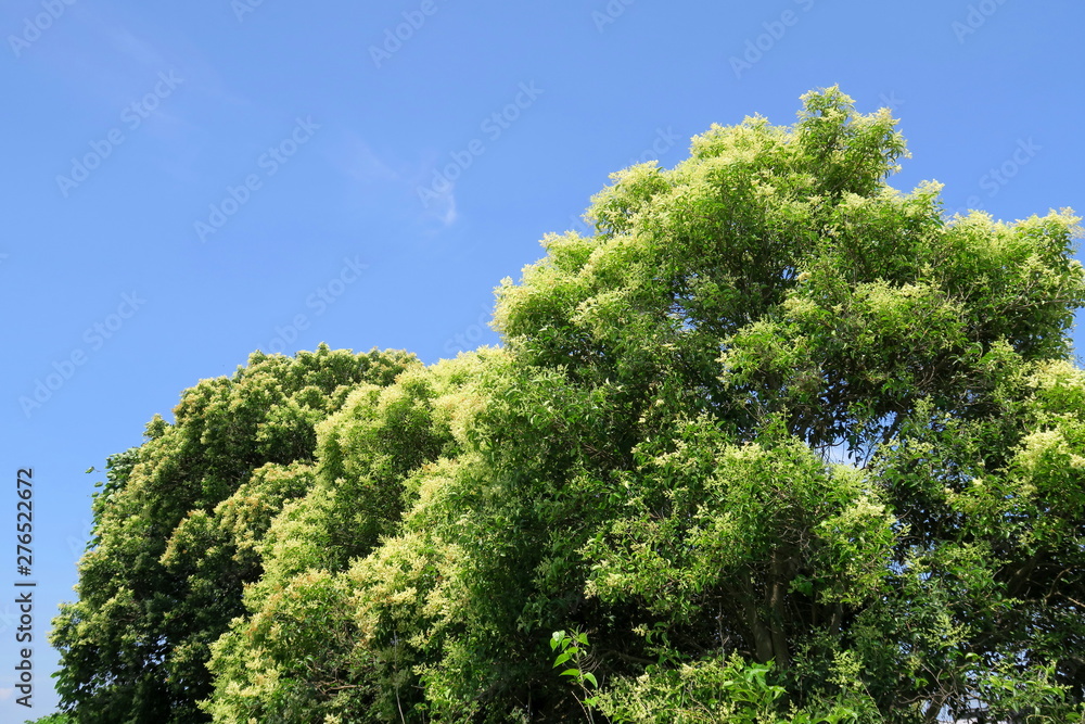 花をつけたトウネズミモチの木と青空 花をつけたトウネズミモチの木と青空