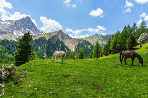 Horses on a mountain pasture. Val Rosalia, Dolomites, Italy. © Jacek Jacobi
