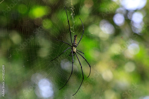Golden orb spider (Nephila pilipes) large female insect on web