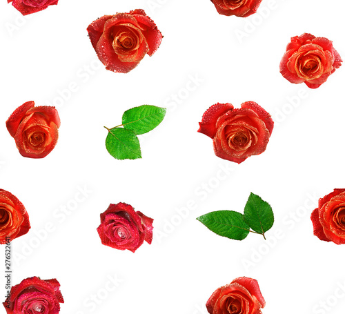 Image of flowers roses on a white background.