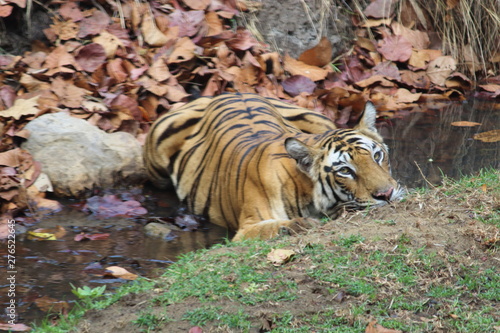 tigress 'solo' queen of the jungle resting in a stream