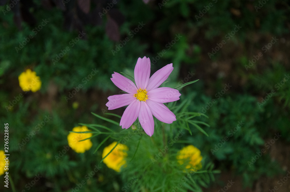 purple flowers in the garden purple flowers in the garden