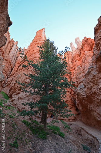 Immense Douglas-fir Trees growing in the Wall Street section of the Navajo Loop Trail in Bryce Canyon National Park, Utah. © Francisco